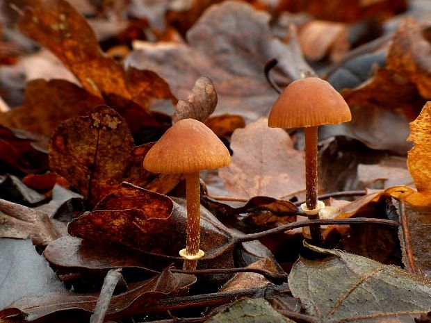 kapucňovka Galerina sp.