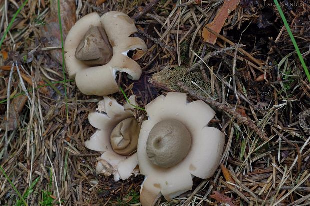 hviezdovka strapkatá Geastrum fimbriatum Fr.