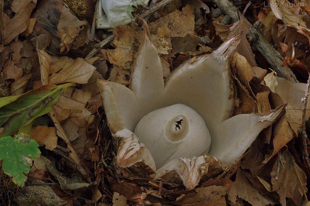 hviezdovka trojitá Geastrum triplex Jungh.