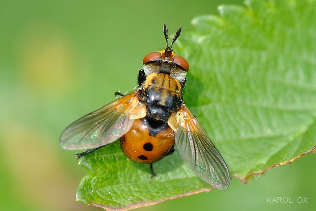 bystruša Gymnosoma dolycoridis