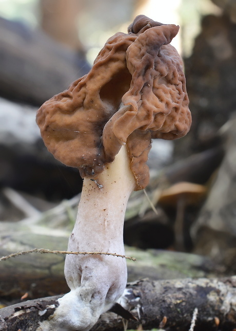 ušiak mitrovitý Gyromitra infula (Schaeff.) Quél.