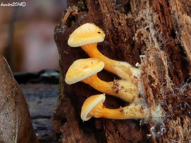 líška oranžová Hygrophoropsis aurantiaca (Wulfen) Maire