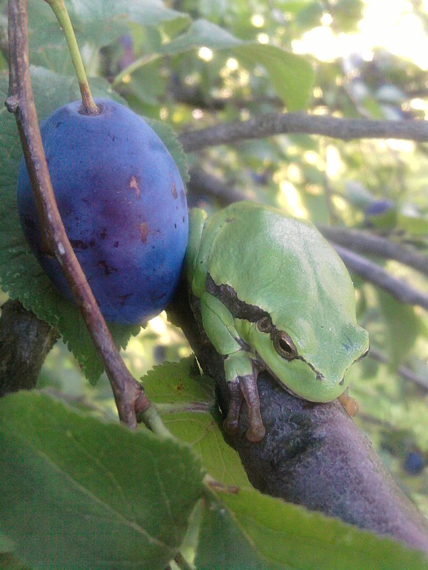 rosnička zelená Hyla arborea