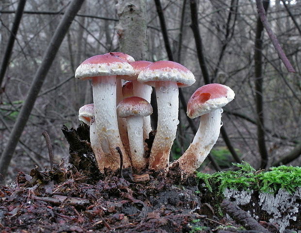 strapcovka tehlovočervená Hypholoma lateritium (Schaeff.) P. Kumm.