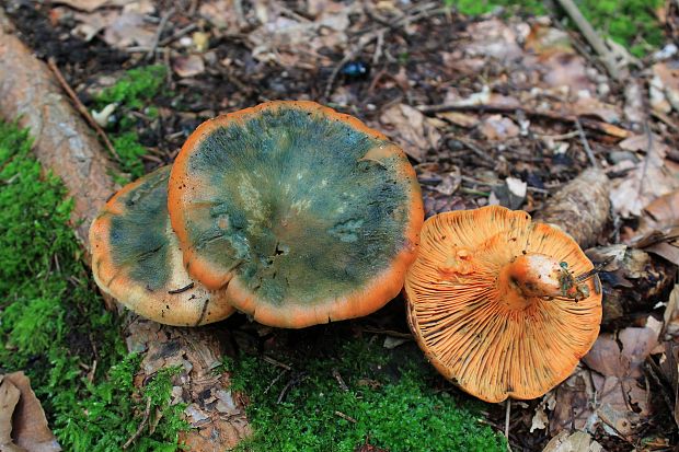 rýdzik pravý Lactarius deliciosus (L.) Gray