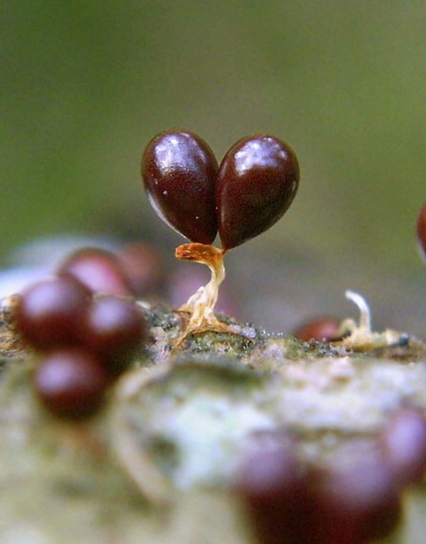 leskloplodka krehká Leocarpus fragilis (Dicks.) Rostaf.