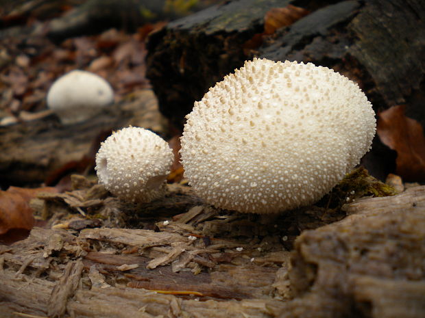 prášnica bradavičnatá Lycoperdon perlatum Pers.