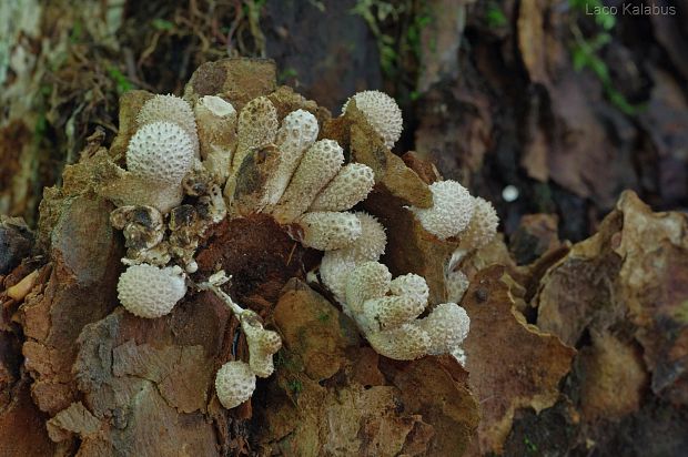 prášnica Lycoperdon sp.