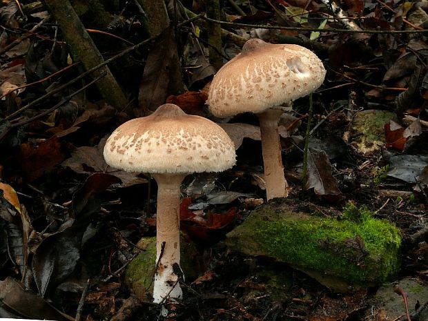 bedľa štíhla Macrolepiota mastoidea (Fr.) Singer