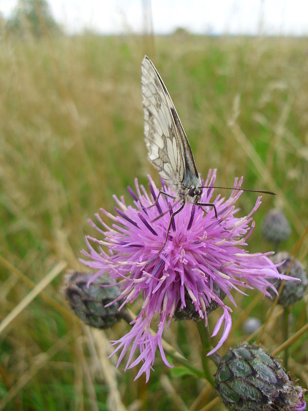 očkáň timotejkový Melanargia galathea