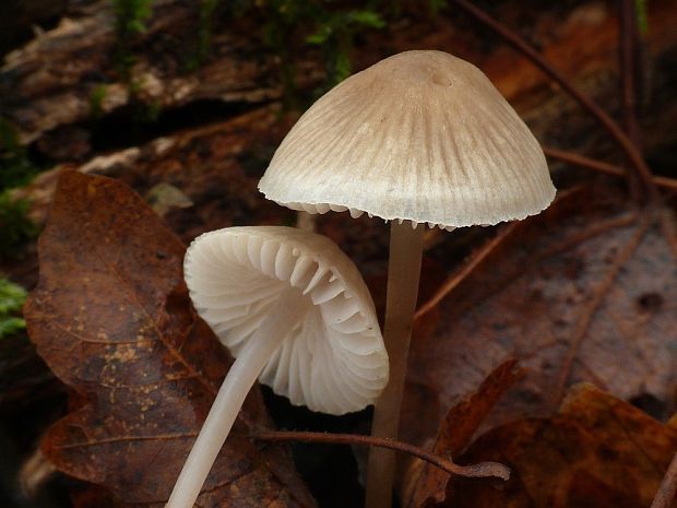 prilbička Mycena sp.