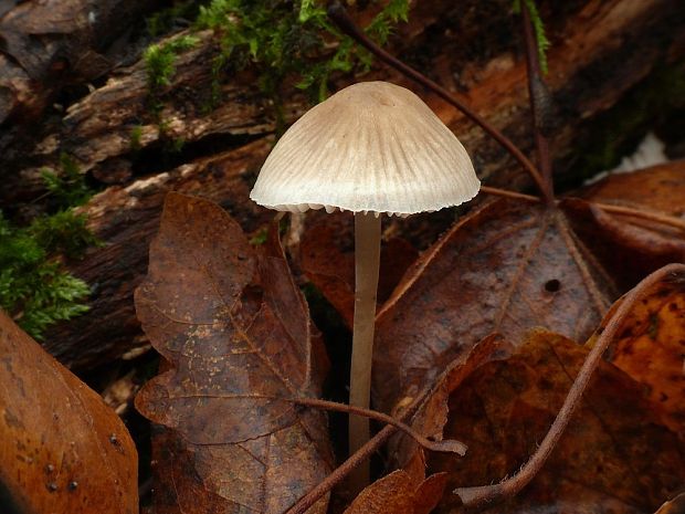 prilbička Mycena sp.