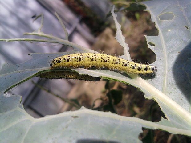 mlynárik kapustový Pieris brassicae