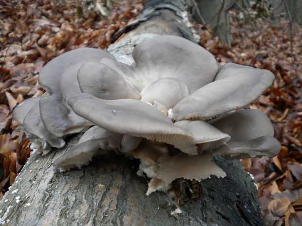 hliva ustricovitá Pleurotus ostreatus (Jacq.) P. Kumm.