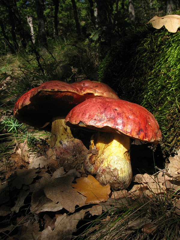 hríb Dupainov Rubroboletus dupainii (Boud.) Kuan Zhao & Zhu L. Yang