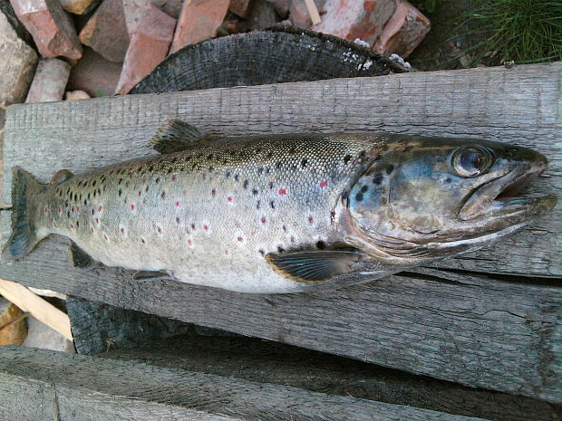 pstruh potočný Salmo trutta morpha fario