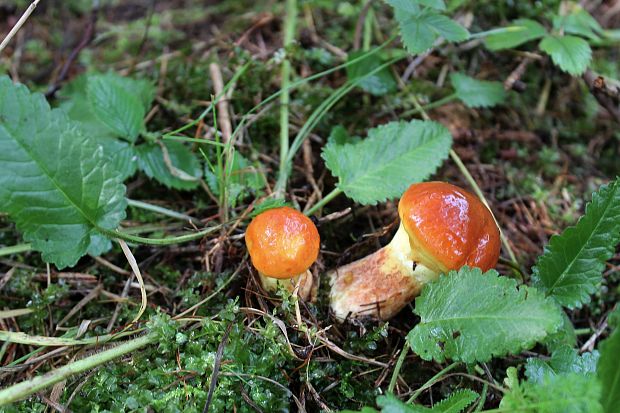 masliak smrekovcový Suillus grevillei (Klotzsch) Singer