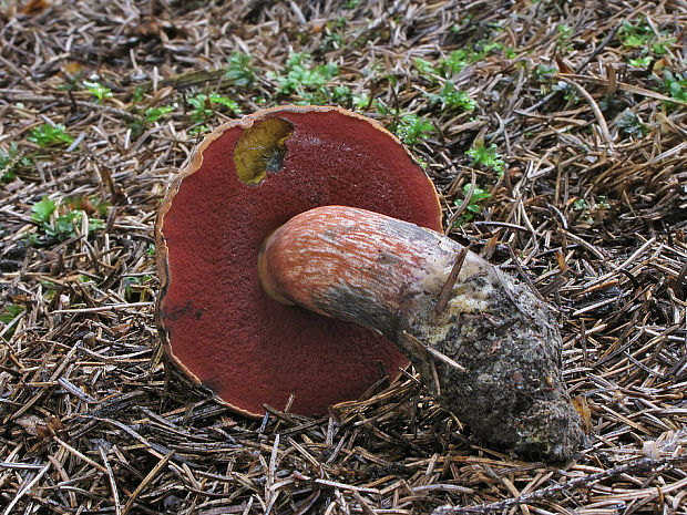 hríb zrnitohlúbikový Sutorius luridiformis (Rostk.) G. Wu & Zhu L. Yang