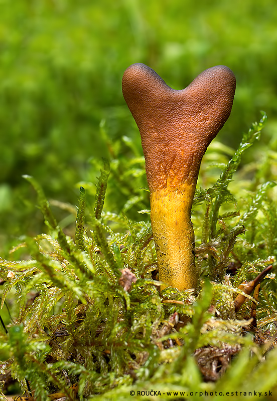 žezlovka srnková Tolypocladium ophioglossoides (J.F. Gmel.) Quandt, Kepler & Spatafora