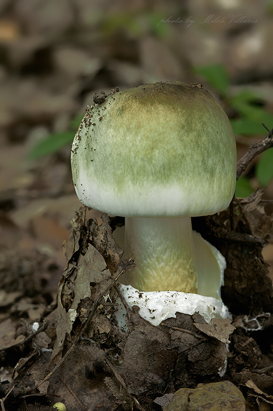 muchotrávka zelená Amanita phalloides (Vaill. ex Fr.) Link