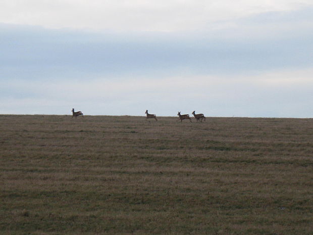 srna lesná Capreolus capreolus