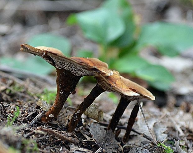 kožovník škoricovohnedý Coltricia cinnamomea (Jacq.) Murrill