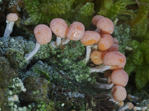 malohubka ružová Dibaeis baeomyces (L. f.) Rambold & Hertel