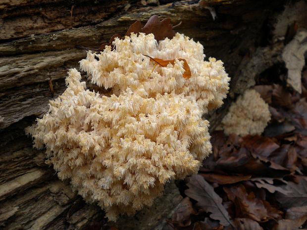 koralovec bukový Hericium coralloides (Scop.) Pers.