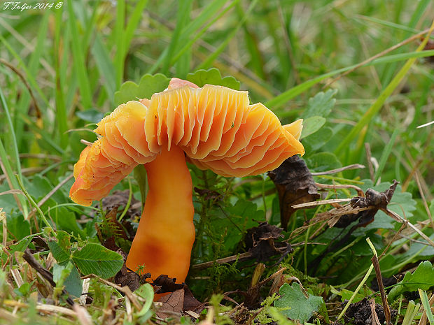 lúčnica páchnuca Hygrocybe quieta (Kühner) Singer