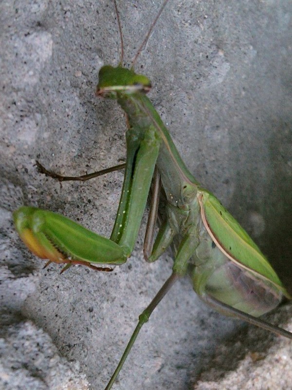 modlivka zelená Mantis religiosa