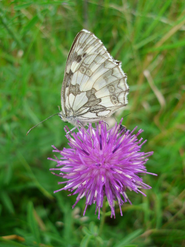 očkáň timotejkový Melanargia galathea