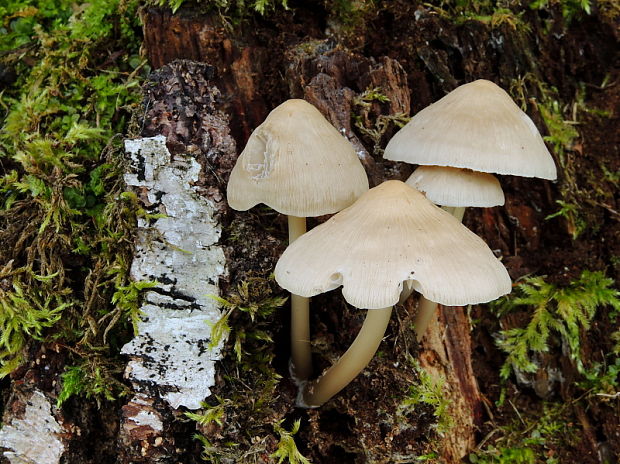 prilbička ružovolupeňová Mycena galericulata (Scop.) Gray