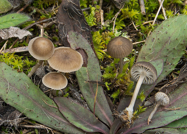 prilbička Mycena pseudopicta (J.E. Lange) Kühner