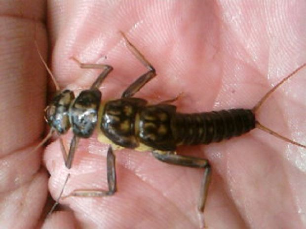 larva pošvatky Perla sp.