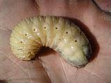 larva