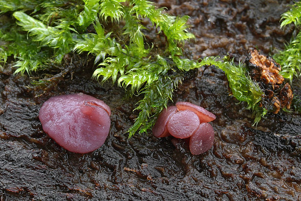 vrtidlovka Ascocoryne sp.