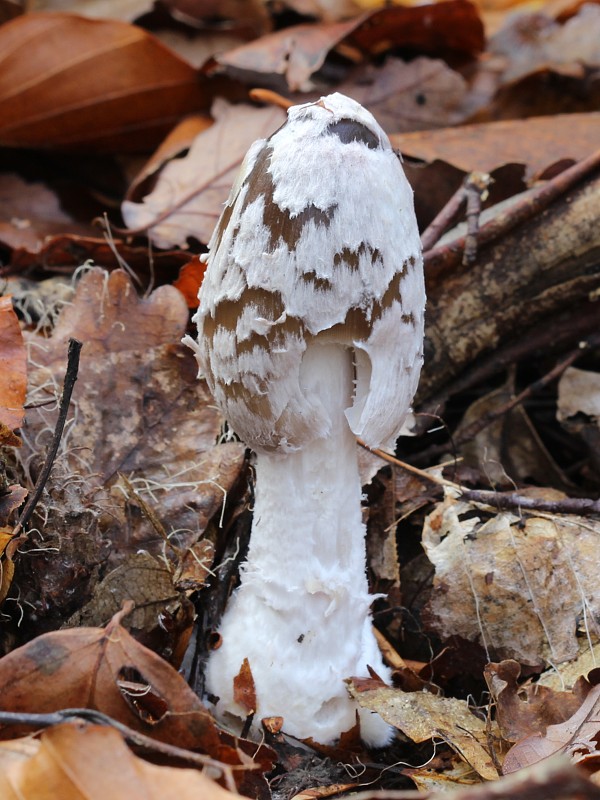 hnojník strakatý Coprinopsis picacea (Bull.) Redhead, Vilgalys & Moncalvo