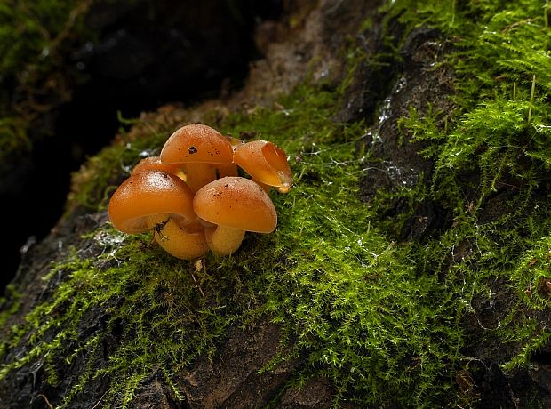 plamienka Flammulina sp.