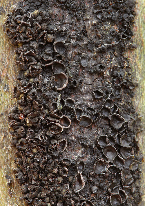 tvrdokôrka vŕbová Godronia fuliginosa (Pers.) Seaver