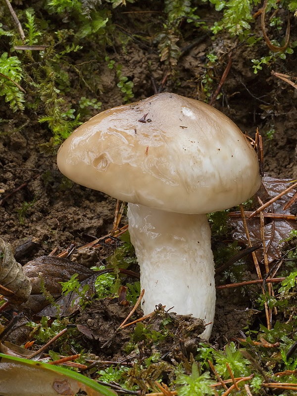 šťavnačka hnedobiela Hygrophorus latitabundus Britzelm.