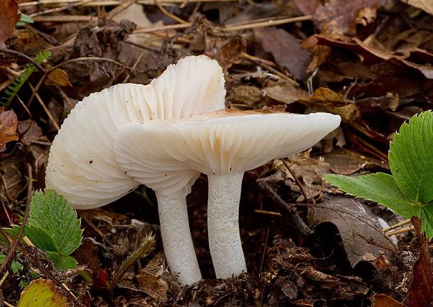 šťavnačka Lindtnerova Hygrophorus lindtneri M.M. Moser