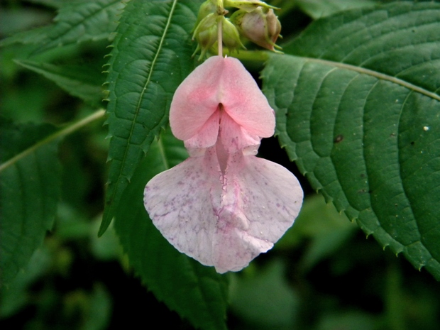 netýkavka žliazkatá Impatiens glandulifera Royle