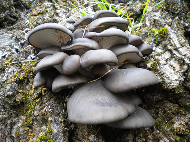 hliva ustricovitá Pleurotus ostreatus (Jacq.) P. Kumm.