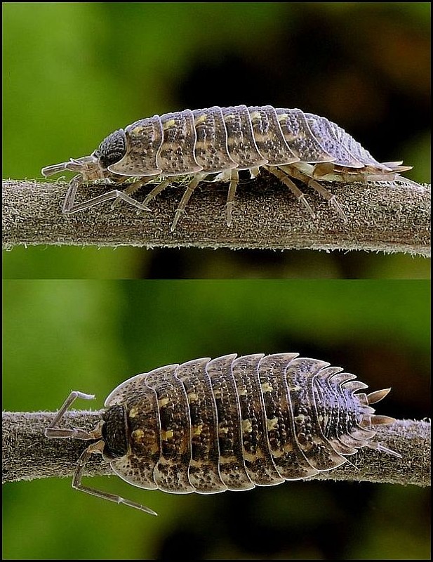 žižiavka  Porcellio spinicornis