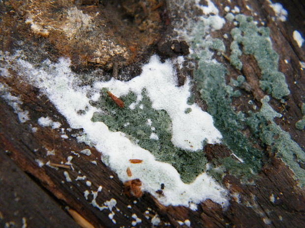 trichoderma Trichoderma sp.