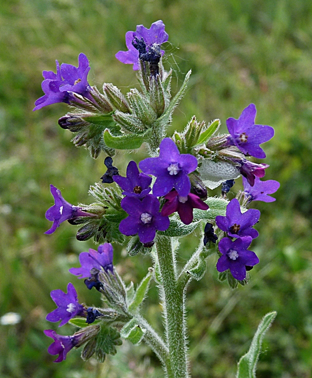 smohla lekárska Anchusa officinalis L.