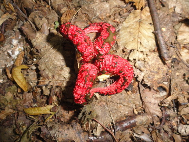 mrežovka kvetovitá Clathrus archeri (Berk.) Dring