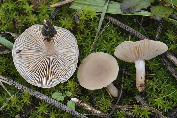 strmuľka Clitocybe sp