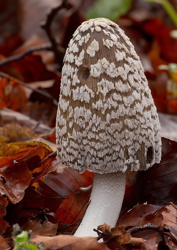 hnojník strakatý Coprinopsis picacea (Bull.) Redhead, Vilgalys & Moncalvo