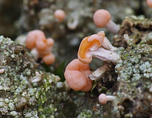 malohubka ružová Dibaeis baeomyces (L. f.) Rambold & Hertel